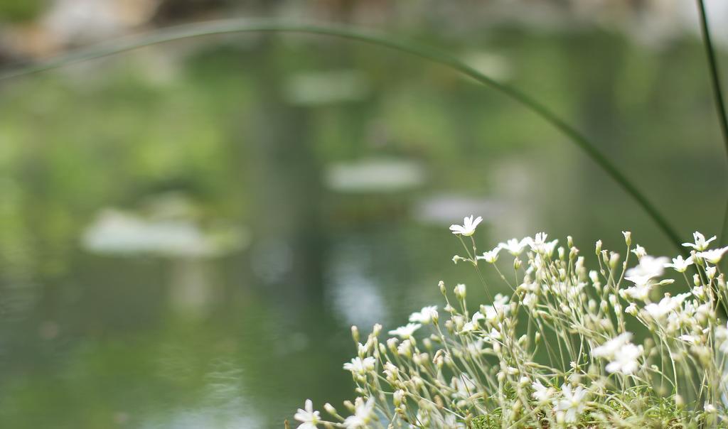 Vila Dunavski Raj Golubac Bagian luar foto